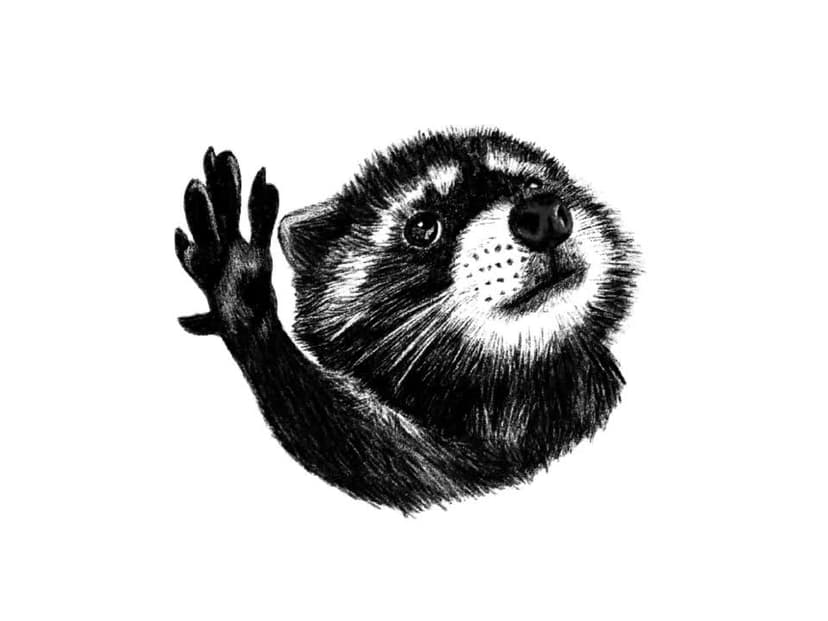 RaccoonFi App Preview